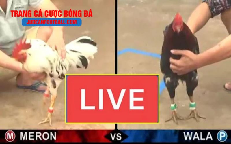 trang ca cuoc 2 Sai lầm phổ biến khi chơi đá gà thomo online