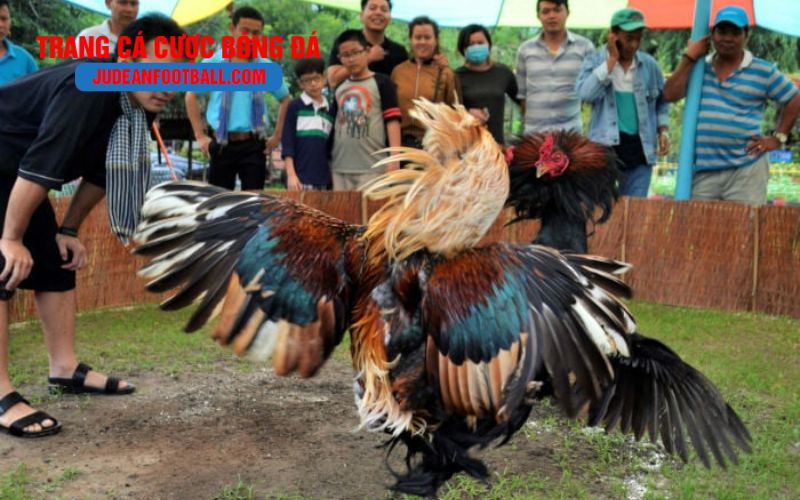 trang ca cuoc 3 Cách cải thiện kỹ năng và tránh thua lặp lại