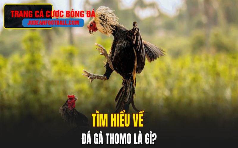 trang ca cuoc Đá gà thomo là gì?
